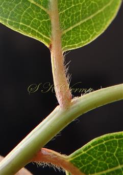  Petiolule of leaflet (Abaxial view)